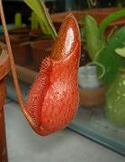 Nepenthes thorelii